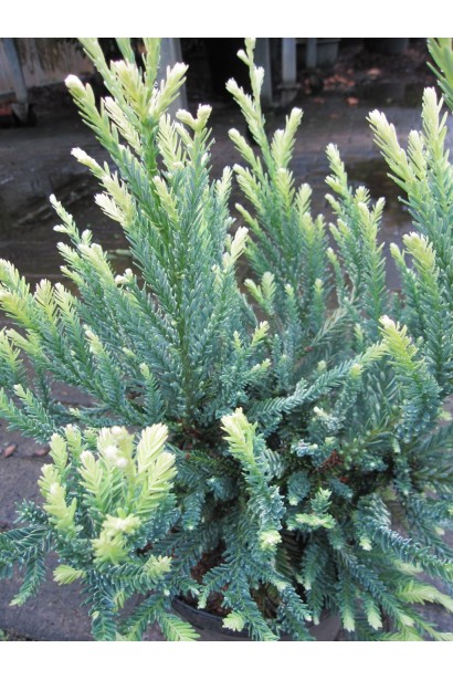 Секвоя Adpressa 